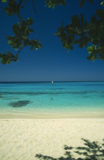 WEST INDIES, Jamaica, Montego Bay, Beach through mangrove trees with swimmers in shallow water and