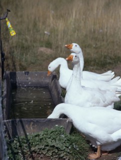 AGRICULTURE, Livestock, Poultry, Geese drinking from water trough.