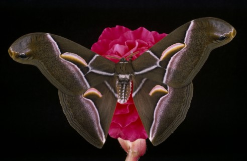 NATURAL HISTORY, Insect, Moth,  American Ailanthus moth.  Cynthia advena.