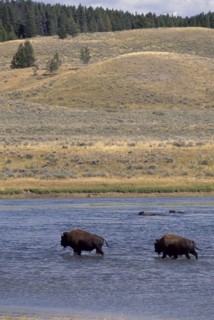 USA, Wyoming, Yellowstone National Park, Two Bison crossing a river