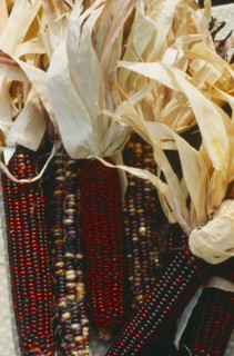 USA, Minnesota, Market, Display of Indian corn at farmers market.