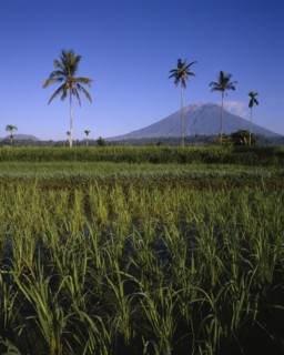 INDONESIA, BALI, Mount Agung with paddy fields in foreground and four tall palms