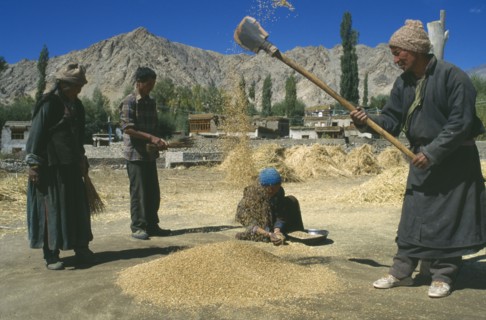 INDIA, Ladakh , Agriculture, Farm workers sifting wheat in valley with stone buildings behind and