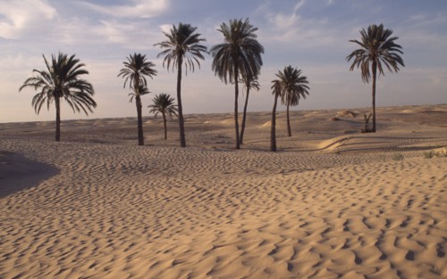 TUNISA, Douz, Sahara Desert oasis with palm trees and rippled sand
