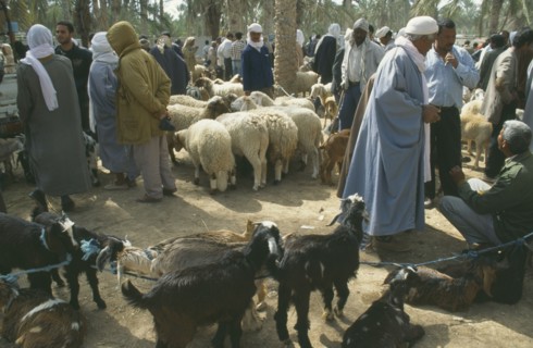 TUNISIA, Douz, Sahara, Livestock Market