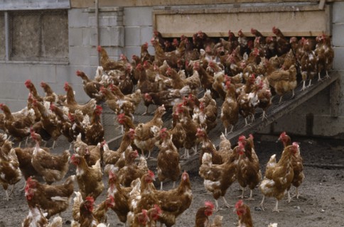 AGRICULTURE, Livestock, Poultry, Free range hens leaving their coop.