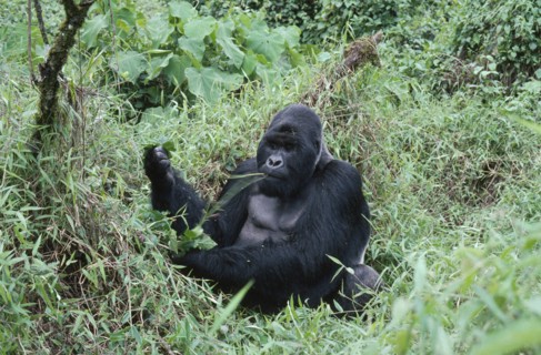 WILDLIFE, Apes, Gorillas, Mountain Gorilla sitting on the ground eating at Virunga National Park