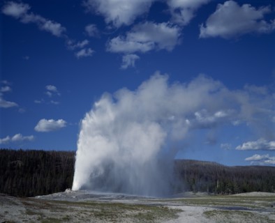 USA, Wyoming, Yellowstone National Park. Old Faithful Geyser.  Clouds of spray and steam with pine