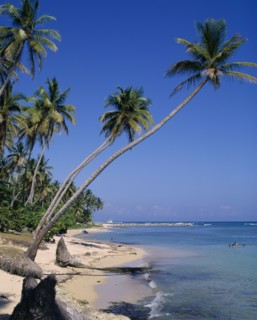 DOMINICAN REPUBLIC, Juan Dolio, "View of beach with leaning palm trees, swimmers, pleasure boat in
