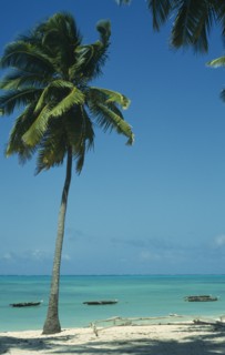 TANZANIA, Zanzibar Island, Jambiani Beach.  Empty beach with boats moored offshore and palm trees
