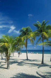 USA, Florida  , Fort Lauderdale, Palm trees on quiet sandy beach with few sunbathers.
