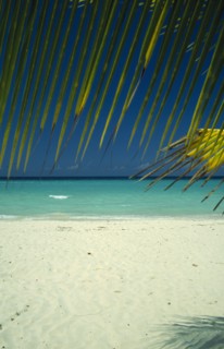 WEST INDIES, Jamaica, Negril, Beach and waters edge through branch of coconut palm tree
