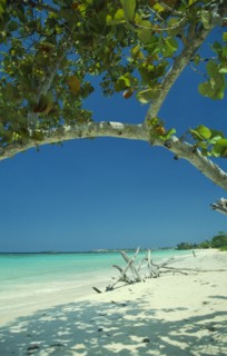 WEST INDIES, Jamaica, Negril, Empty beach with driftwood seen through branches of mangrove tree
