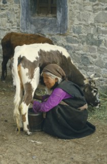 TIBET, Agriculture, Old lady milking a cow.