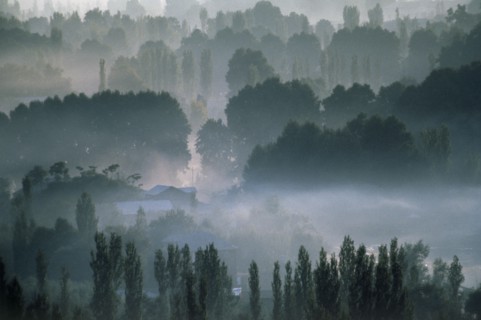 INDIA, Kashmir, Vale Of Kashmir, Evening mist amongst trees and country houses