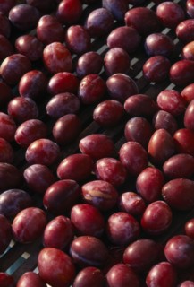 FRANCE, Aquitaine, Eymet, Ripe Perigordian plums drying in the sun