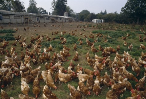 AGRICULTURE, Livestock, Poultry, Free range hens roaming in a field.