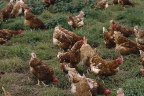 AGRICULTURE, Livestock, Poultry, Free range chickens roaming in field.