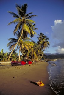 WEST INDIES, Dominica , Portsmouth, Conch shell by the waters edge of a coconut palm tree lined