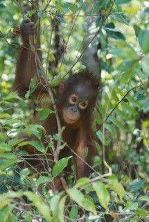 WILDLIFE, Apes, Orang Utans, Baby Orang Utan (pongo pygmaeus) at rehabilitation centre in Borneo