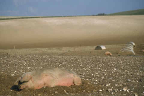 ENGLAND, South Downs, Agriculture, Pigs outside in hillside field.