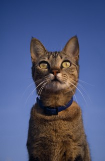 ANIMALS, Domestic, Cats, Spotted Oriental Tabby on deck of boat.