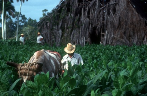 CUBA, Pinar Del Rio, Tobacco workers in field with ox