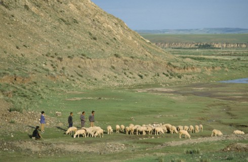 MONGOLIA, Agriculture, Shepherds and flock in grasslands