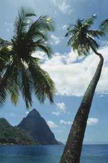 WEST INDIES, St Lucia, Soufriere, The Pitons seen from beneath coconut palm trees on the beach
