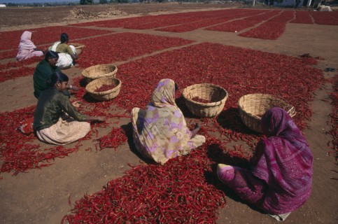INDIA, Karnataka, Agriculture, Women sorting red chillies laid out on the ground to dry.