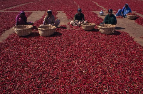 INDIA, Karnataka, Agriculture, Women sorting red chilles laid out on ground to dry.