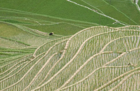 CHINA, Guangxi, Rice Terraces