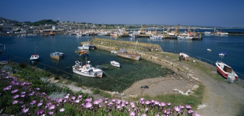 ENGLAND, Cornwall, Newlyn, View over purple flowers towards fishing boats in the harbour with clear