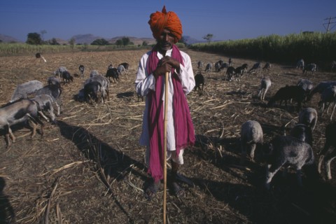 INDIA, Maharashtra, Agriculture, Shepherd wearing pink scarf and orange turban standing in front of