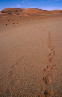 NAMIBIA, Landscape, Desert, Fading footprints in the sand leading out toward sand dunes on the