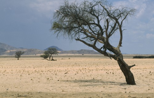 NAMIBIA, Landscape, Desert, Wind bent Acacia trees in the semi desert and grassland