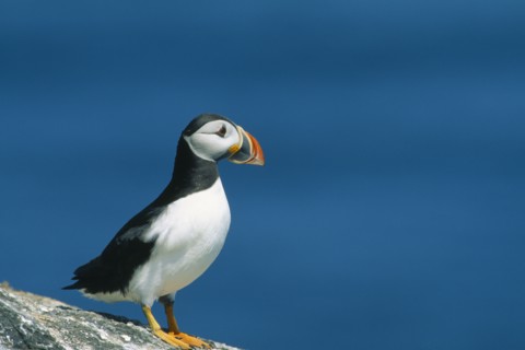 WILDLIFE, Birds, Puffin, Puffin (fratercula artica) standing on rock on Craigleath Scotland