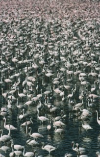 WILDLIFE, Birds, Flamingoes, Greater & Lesser Flamingo (phoenicopterus ruber and minor) massed in