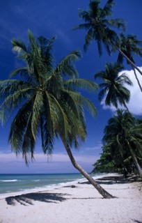 THAILAND, Koh Chang, Empty golden sandy beach with leaning palm trees