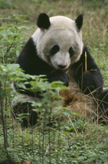 WILDLIFE, Bears, Panda, Giant Panda sitting on the ground eating bamboo at Chengdu Zoo