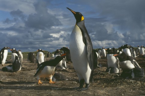 WILDLIFE, Birds, Penguins, King Penguin walking among nesting Gentoo Penguins