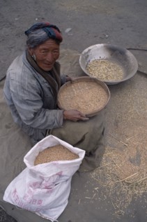 CHINA, Tibet, Tandruk, Elderly woman winnowing rice into a sack