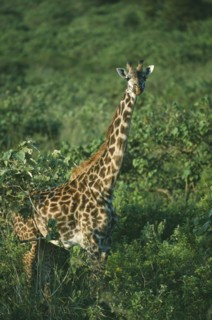 WILDLIFE, Big Game, Giraffe, Maasai Giraffe (giraffa camelopardalis) amongst trees at Momella