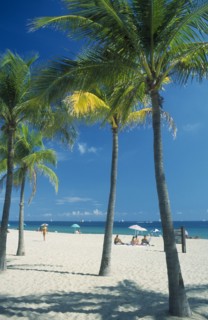 USA, Florida , Fort Lauderdale, Quiet white sand beach lined by palm trees.