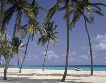 WEST INDIES, Barbados, Saint Philip, Sam Lords Castle Hotel beach with coconut palm trees and a