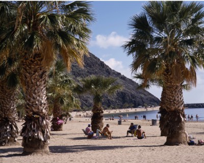 SPAIN, Canary Islands, Tenerife, Las Teresitas. Sunbathers sit among large palms on long sandy