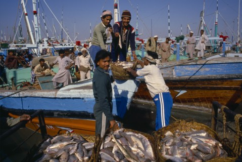 PAKISTAN, Sind, Karachi, Workers unloading fish from boat on docks