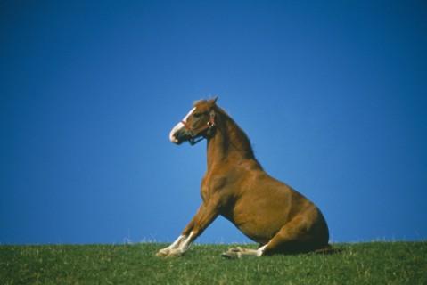 DOMESTIC ANIMALS, Horse, Pony on field ridge stretching out forelegs and sitting up on rump.