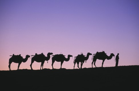 CHINA, Gansu, Dunhuang, "Silk Route. Line of camels on ridge sillhouetted at dawn, pink & purple