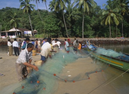 INDIA, Goa , Baga, Fishermen work on the beach emptying net of fish